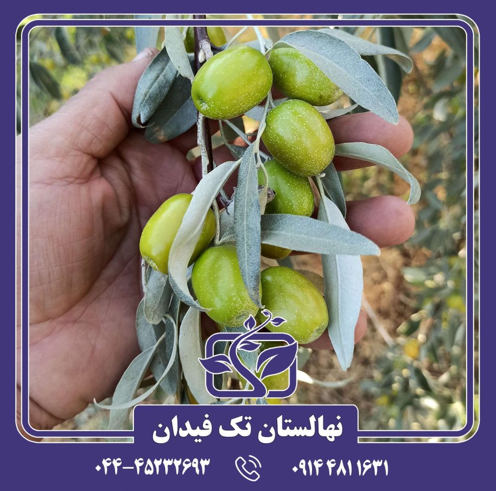 نهال سنجد حاج حسینی