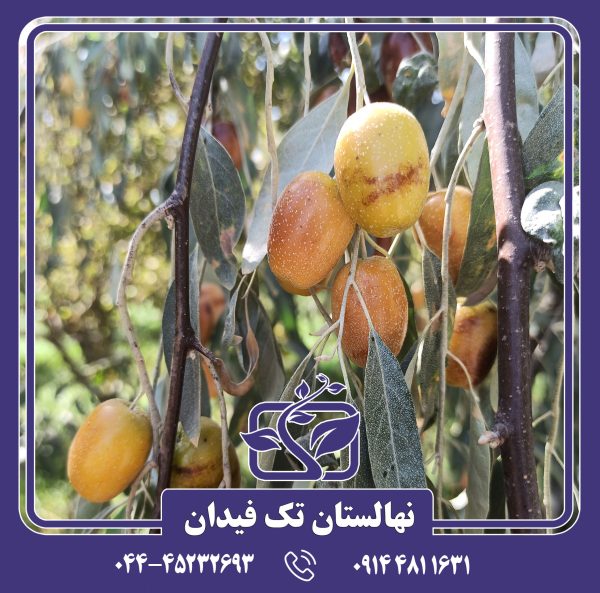 نهال سنجد حاج حسینی