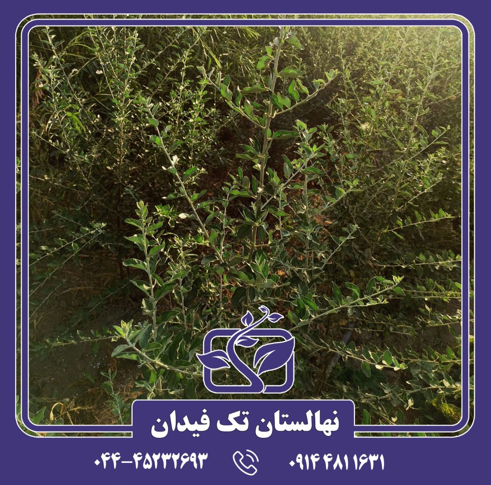 نهال سنجد حاج حسینی