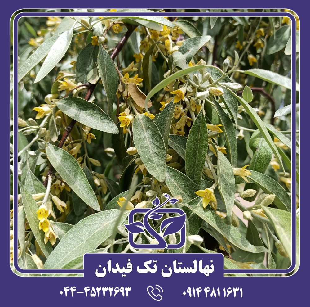 نهال سنجد حاج حسینی