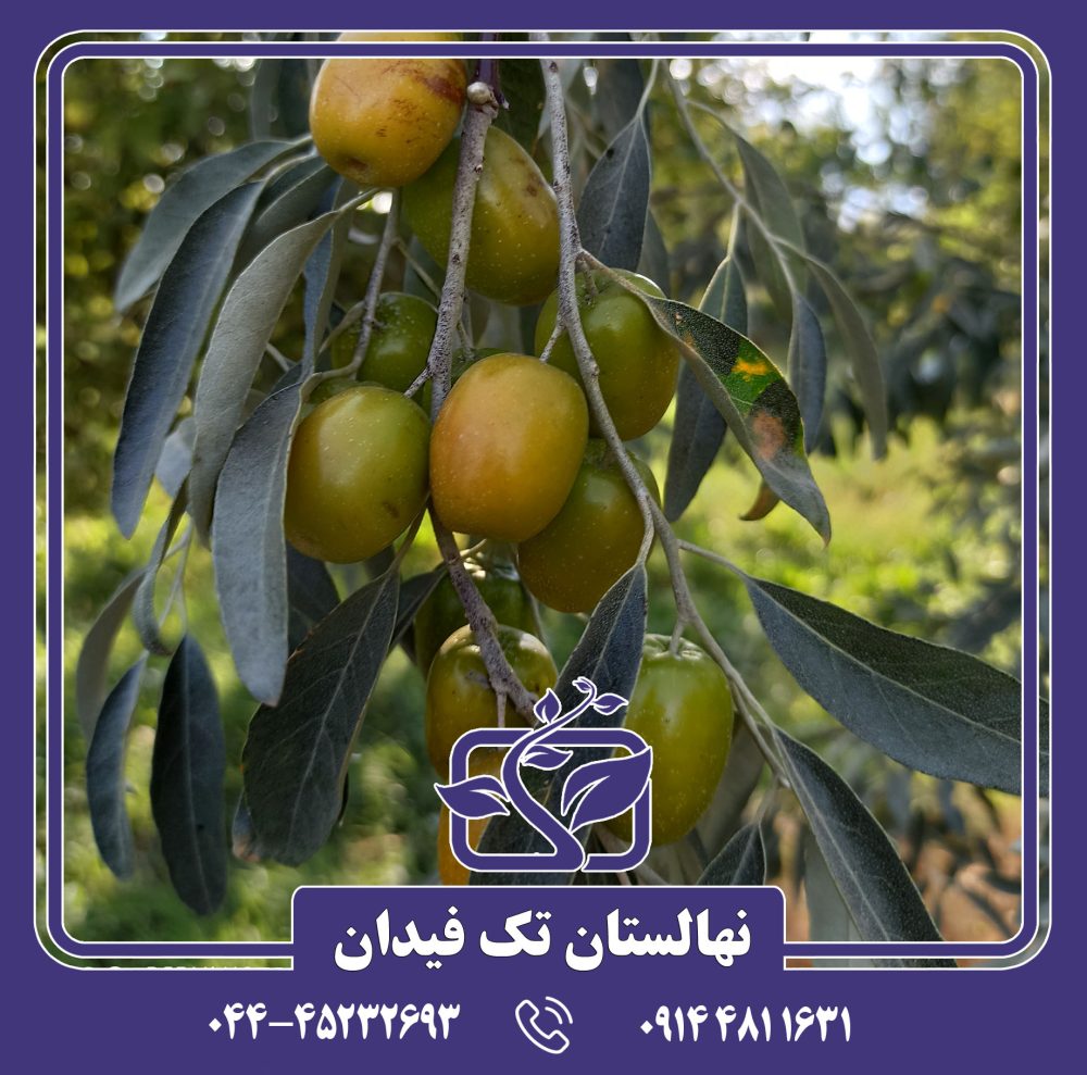 نهال سنجد خرمایی