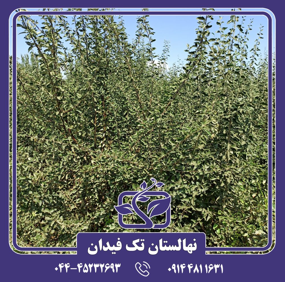 نهال سنجد خرمایی