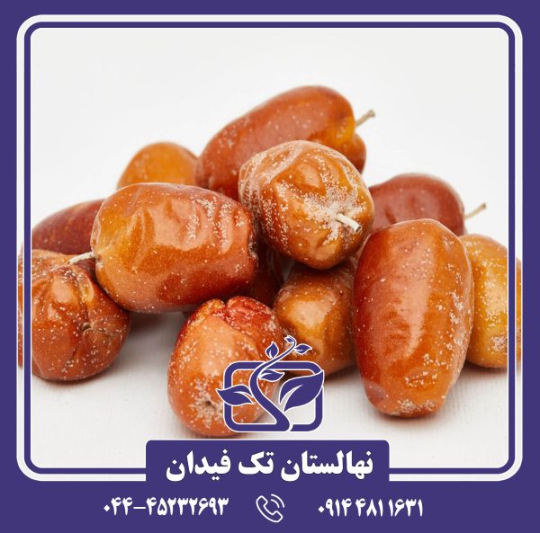 نهال سنجد خرمایی