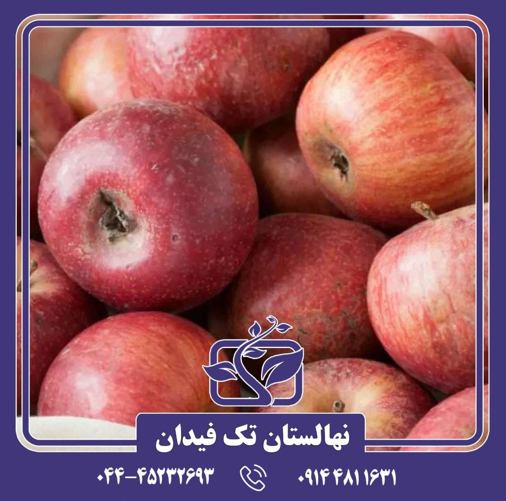 نهال سیب آننورکا - Image 2