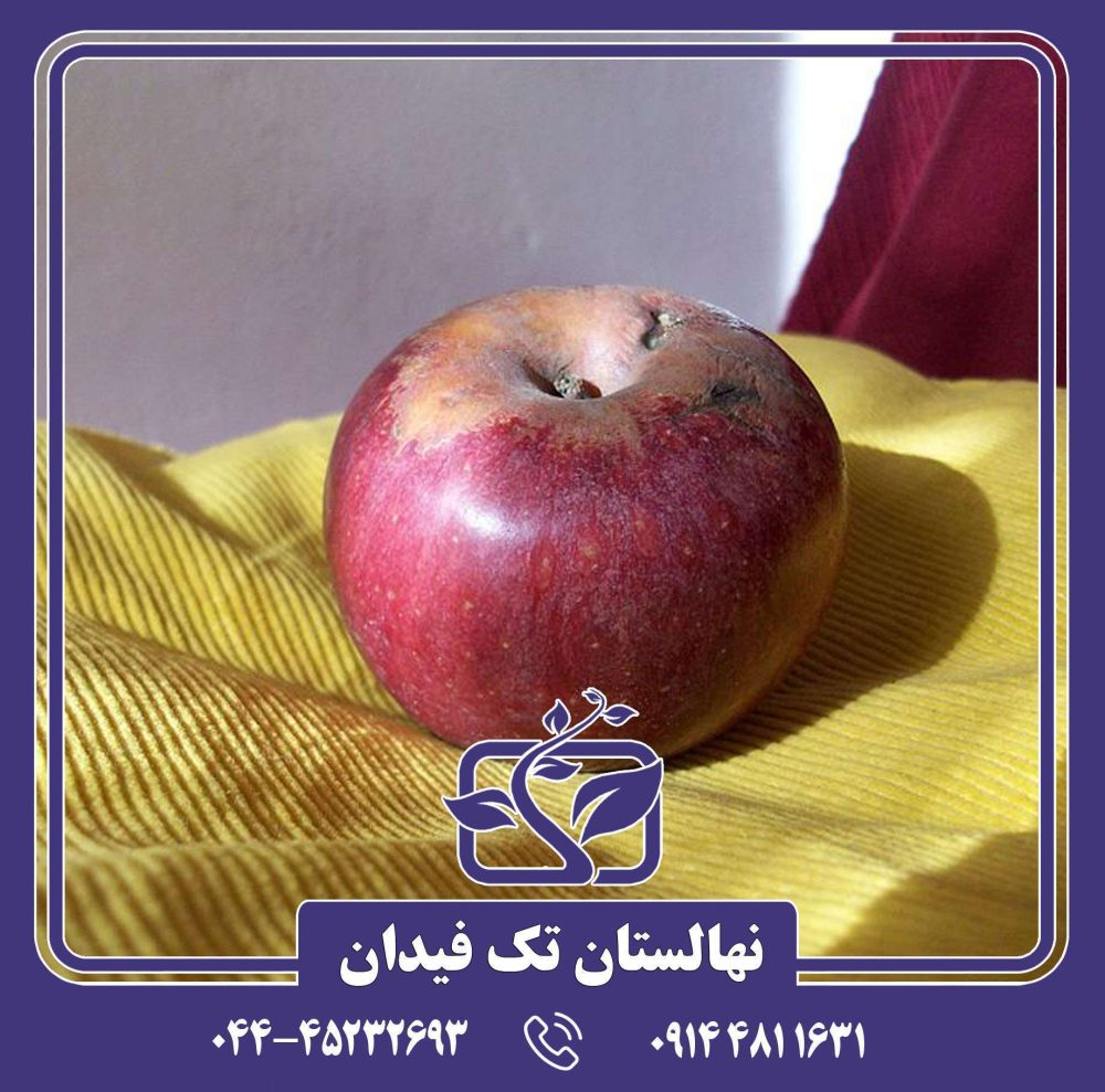 نهال سیب آننورکا