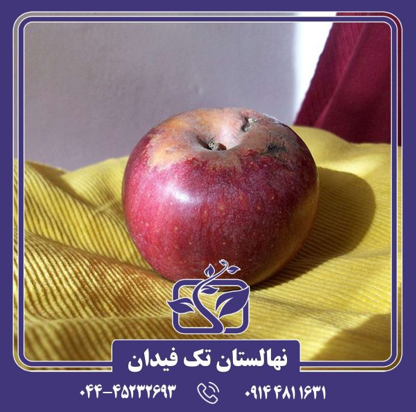 نهال سیب آننورکا