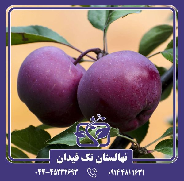 نهال سیب ارا ردلاو