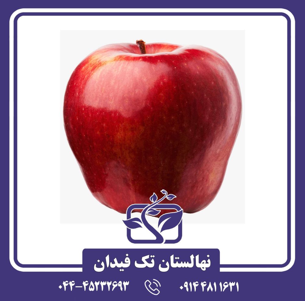 نهال سیب ارلی رد وان