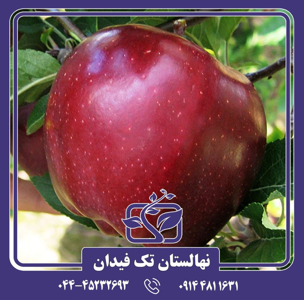نهال سیب ارلی رد وان
