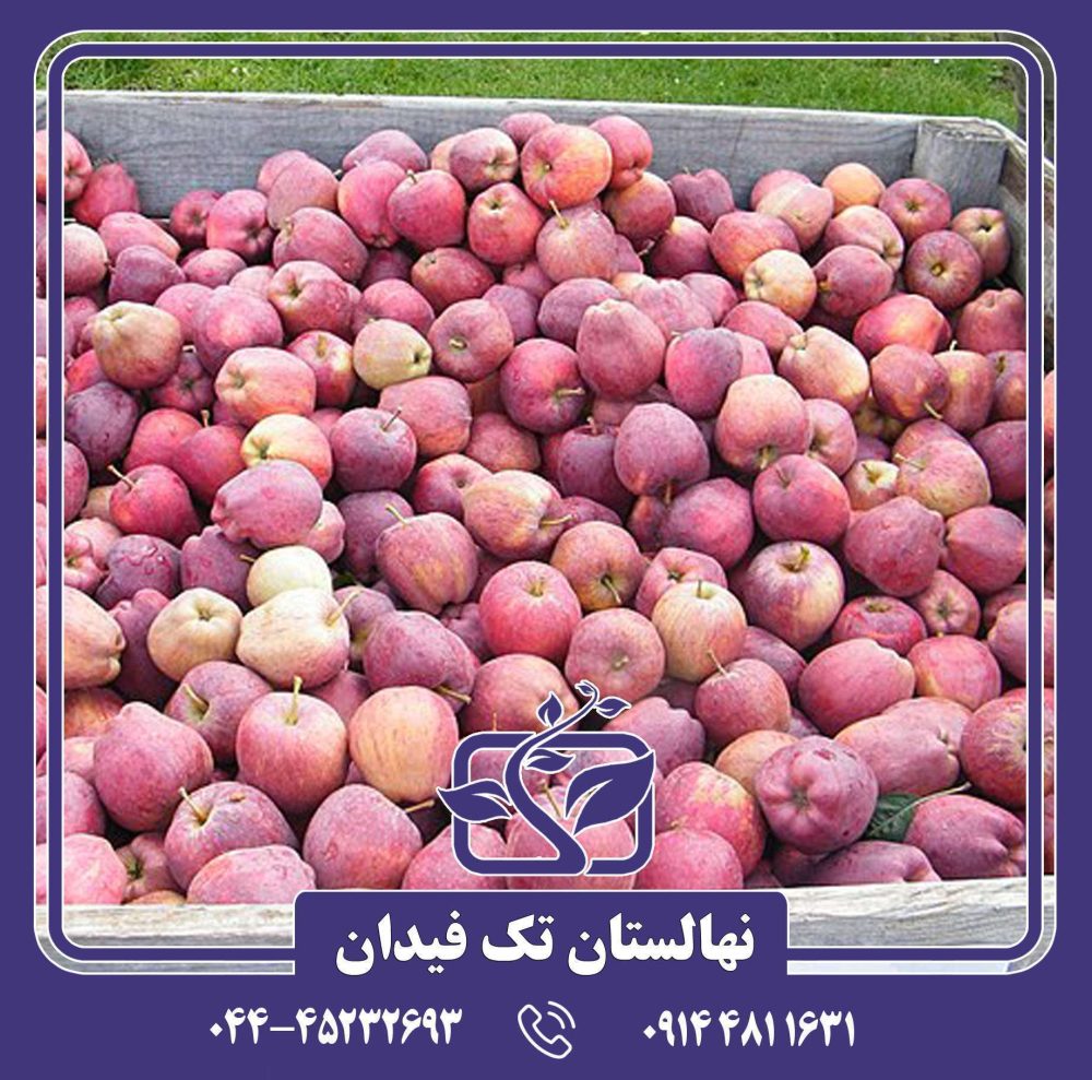 نهال سیب ارلی رد وان
