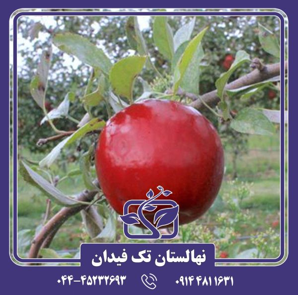 نهال سیب استارک بروس رد