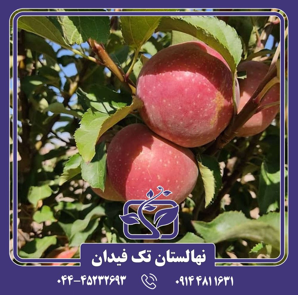 نهال سیب امپراطور روسو