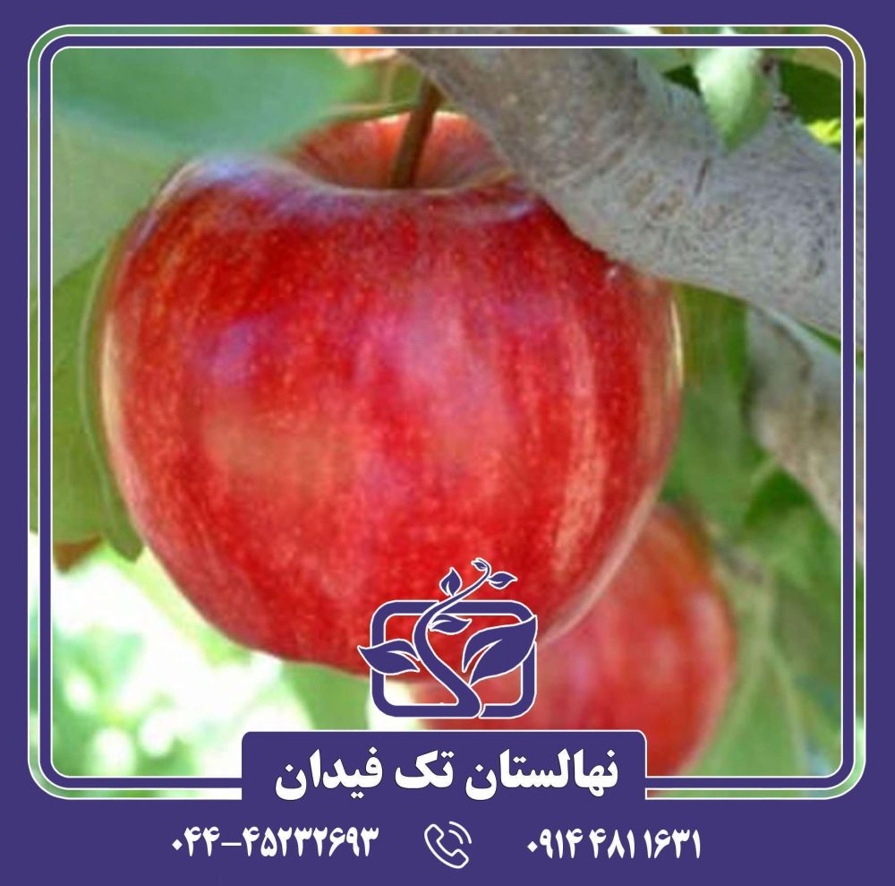 نهال سیب امپراطور روسو