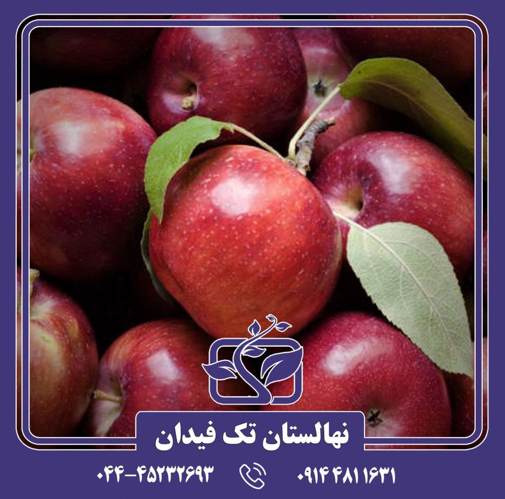 نهال سیب امپراطور روسو - Image 3