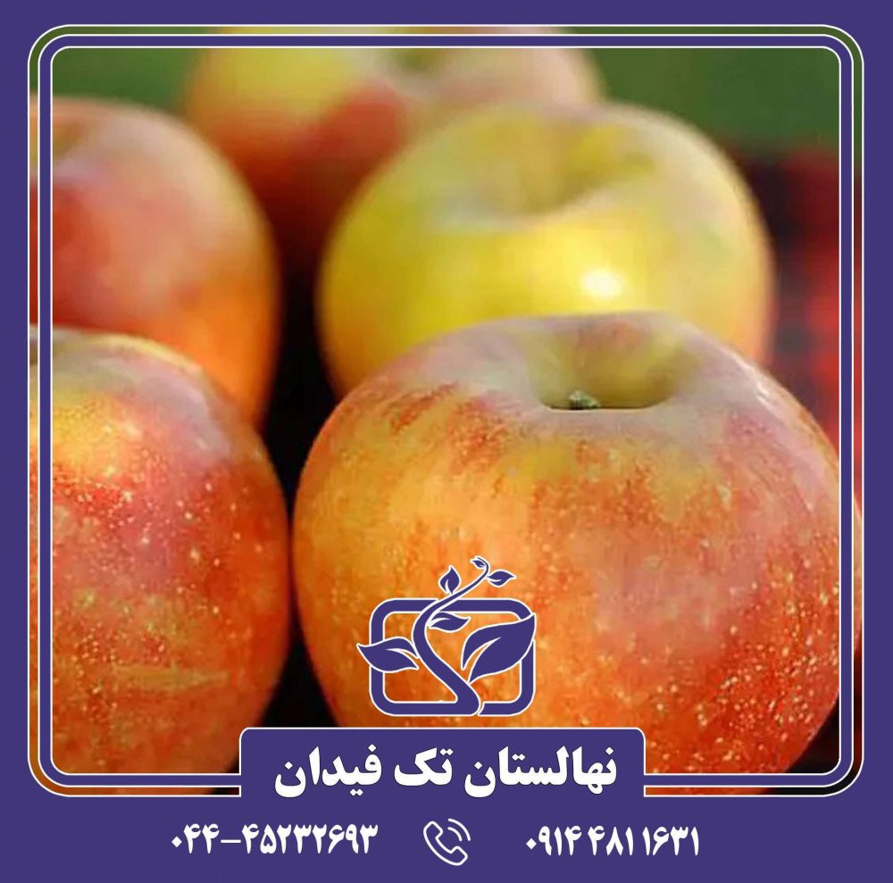 نهال سیب اورلئان - Image 2