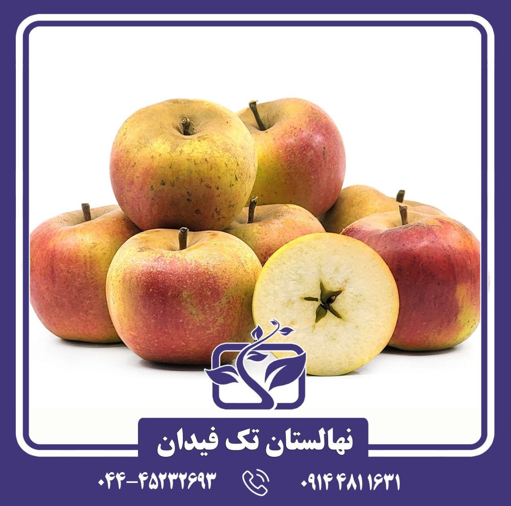 خرید نهال سیب اورلئان