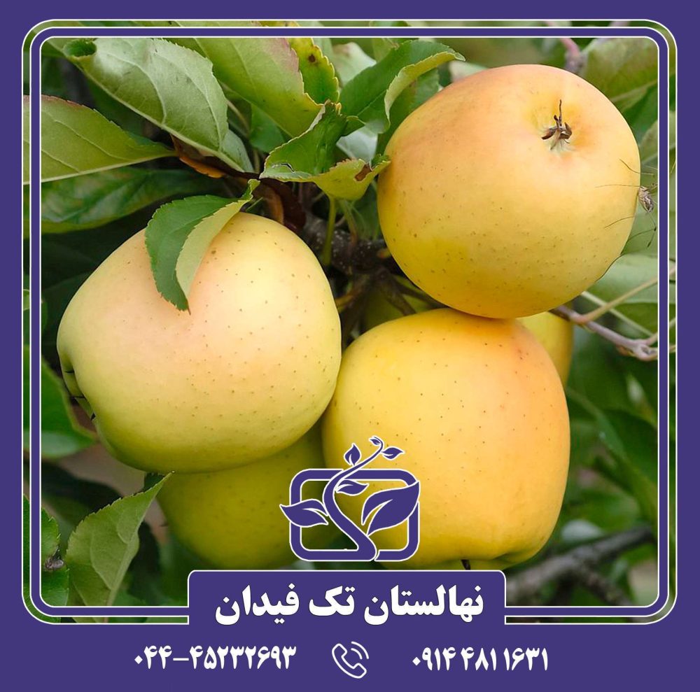 خرید نهال سیب اوزارک گلد