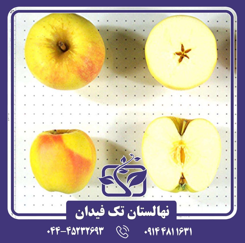 نهال سیب اوزارک گلد - Image 2