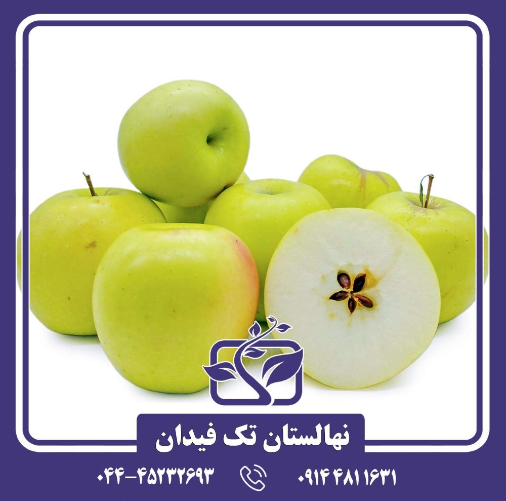 نهال سیب اوزارک گلد - Image 3