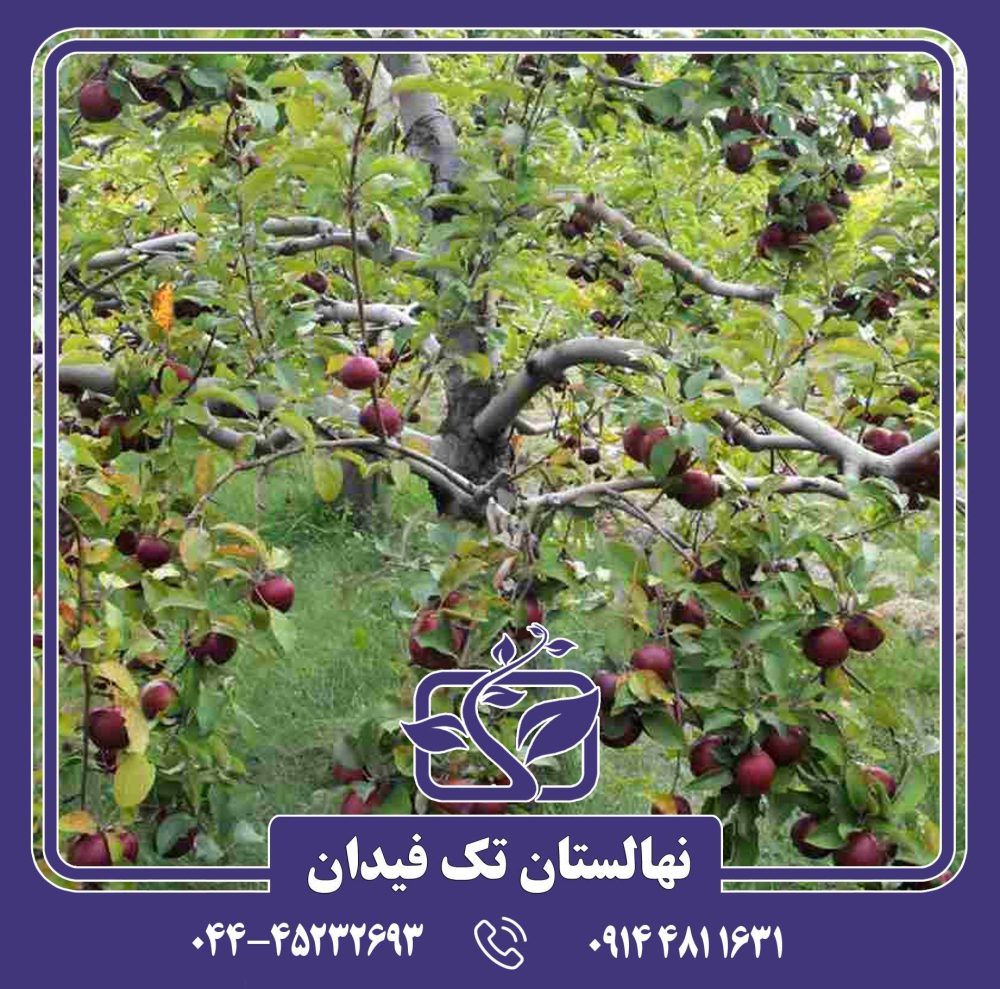 نهال سیب بلک دیاموند