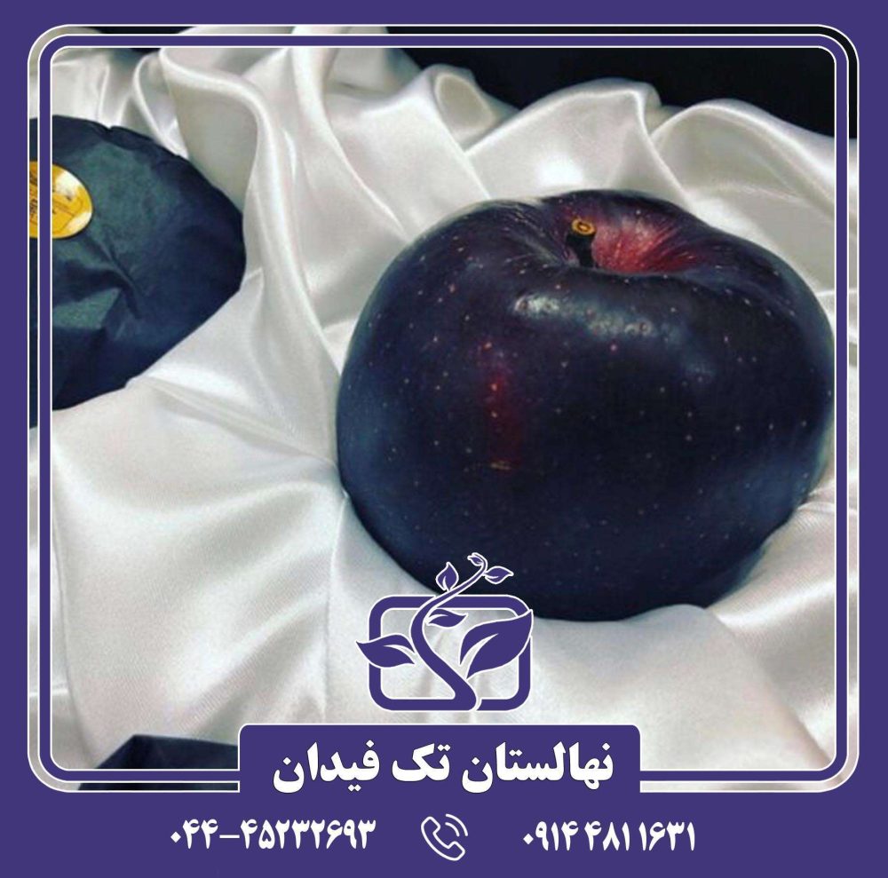 نهال سیب بلک دیاموند