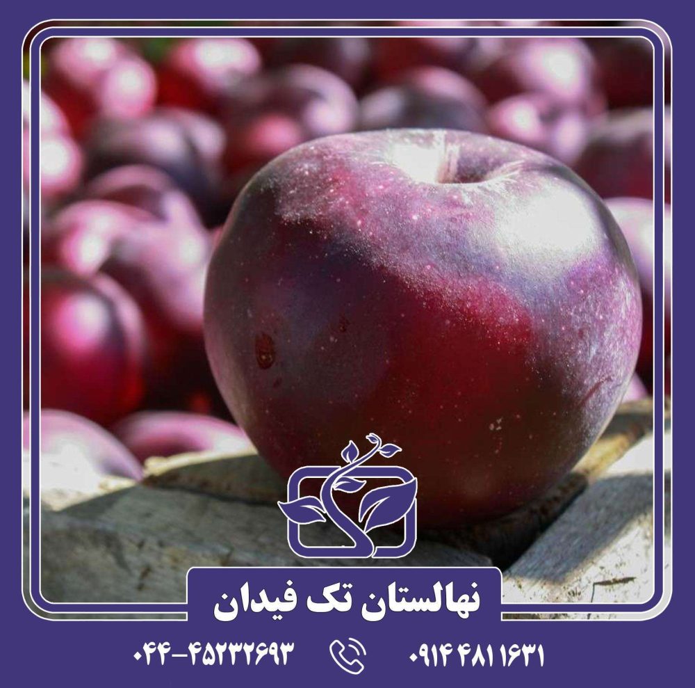 نهال سیب بلک دیاموند - Image 3