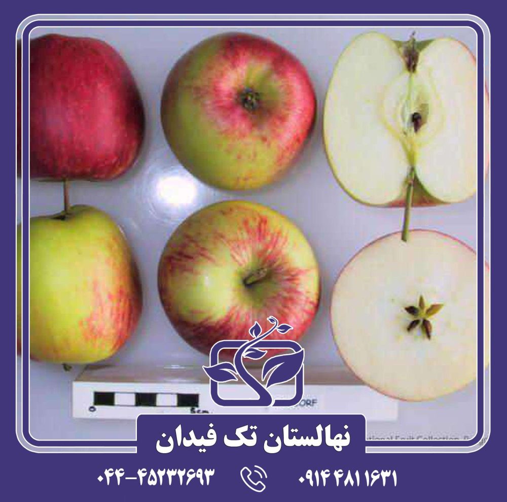 نهال سیب دیانا دلکرف - Image 2