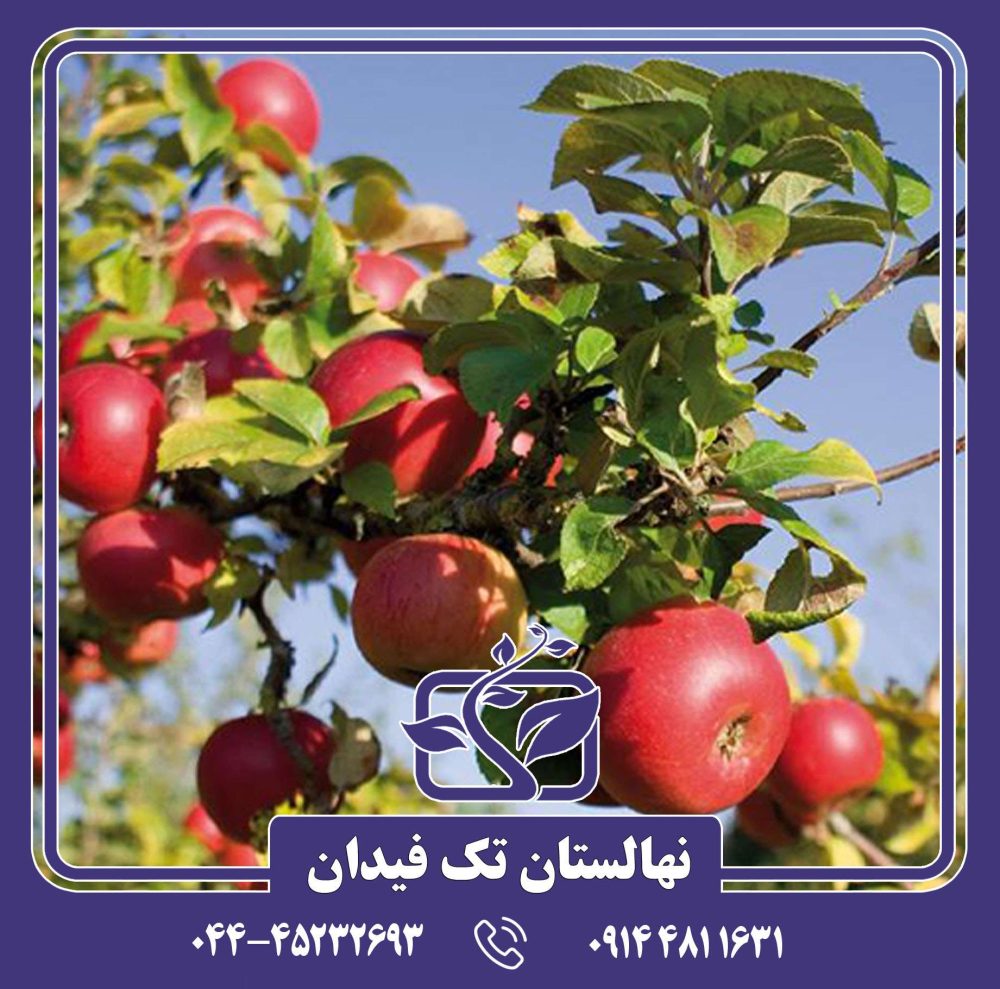 نهال سیب دیانا دلکرف