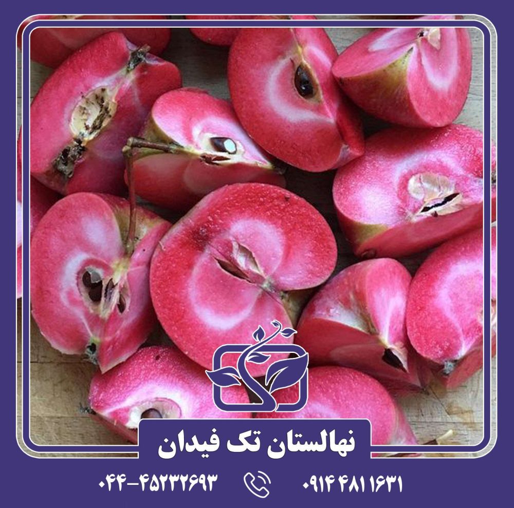 نهال سیب رد لاو