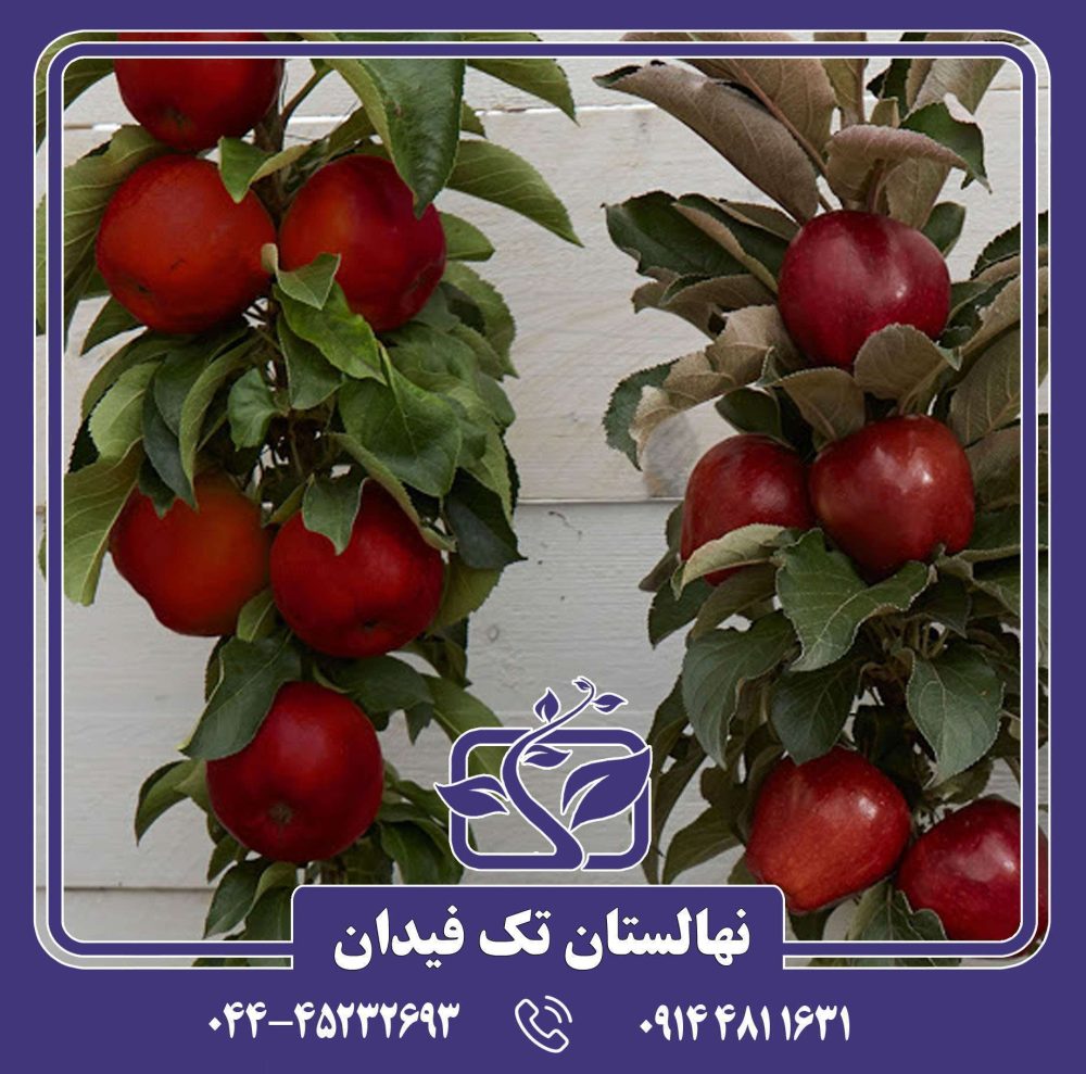 نهال سیب رد لاو