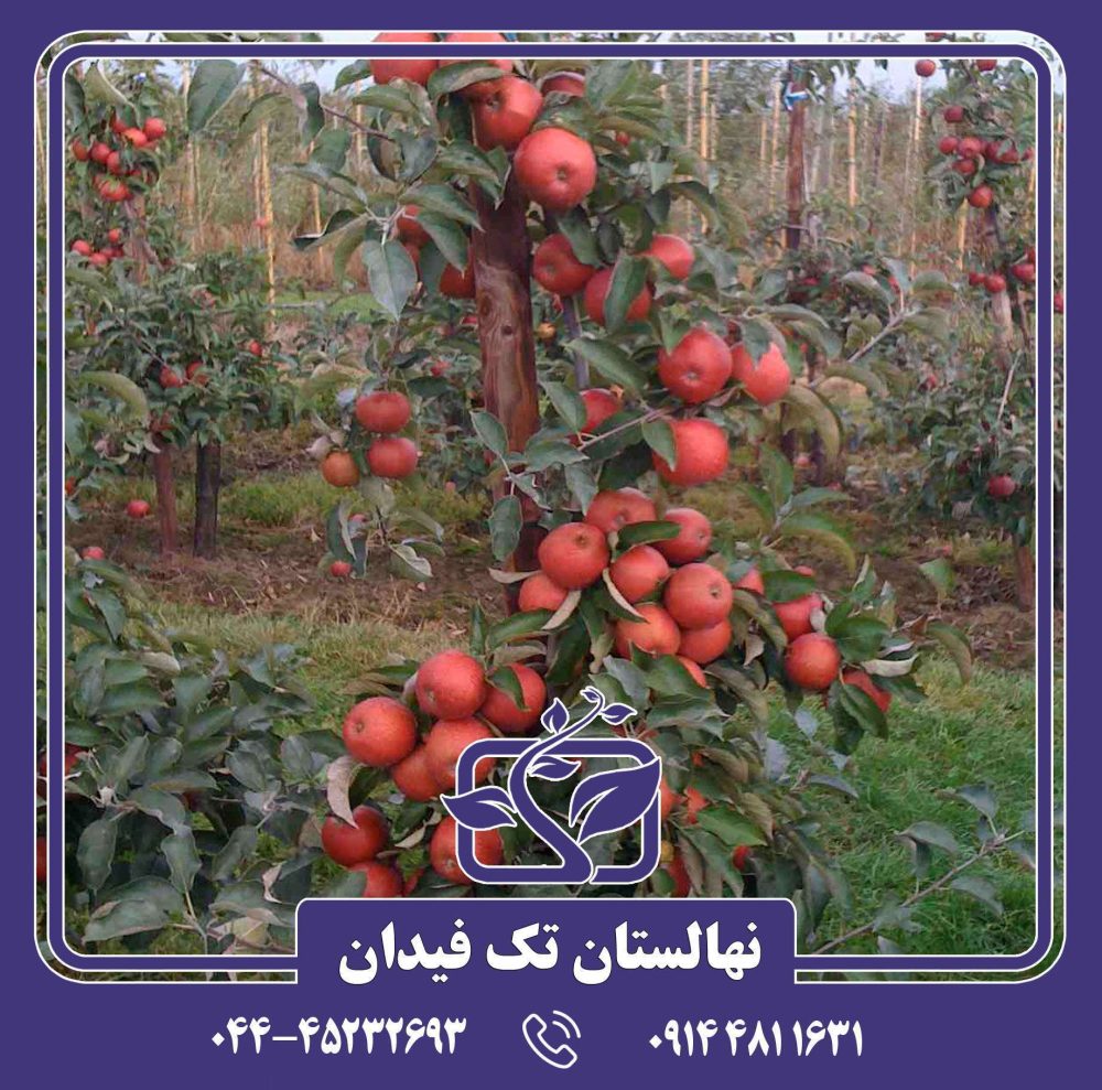 نهال سیب رد لاو