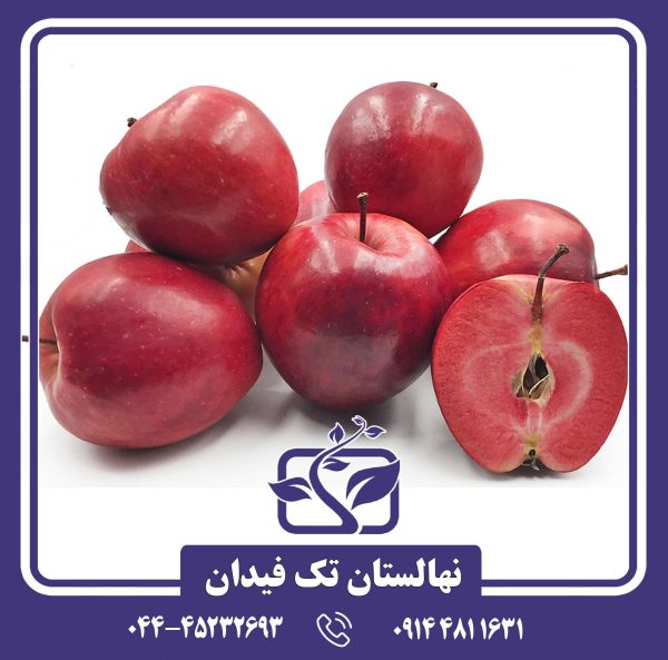 نهال سیب ردلاو