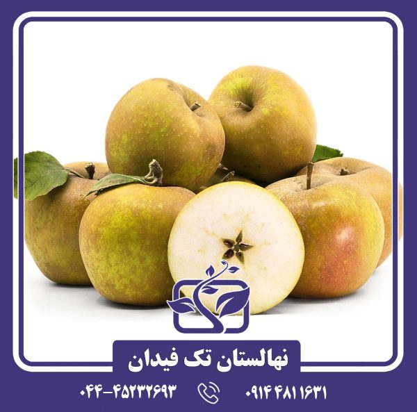 نهال سیب رینتته