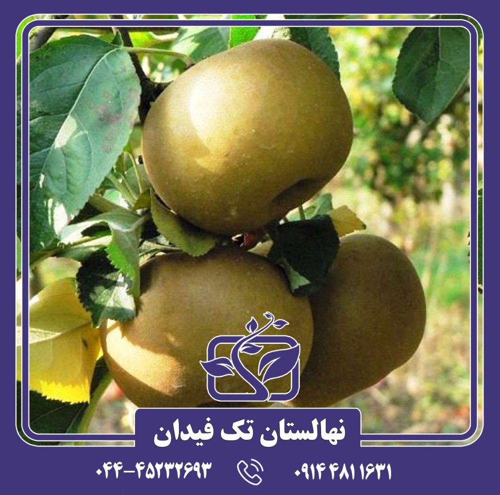 نهال سیب رینتته - Image 3