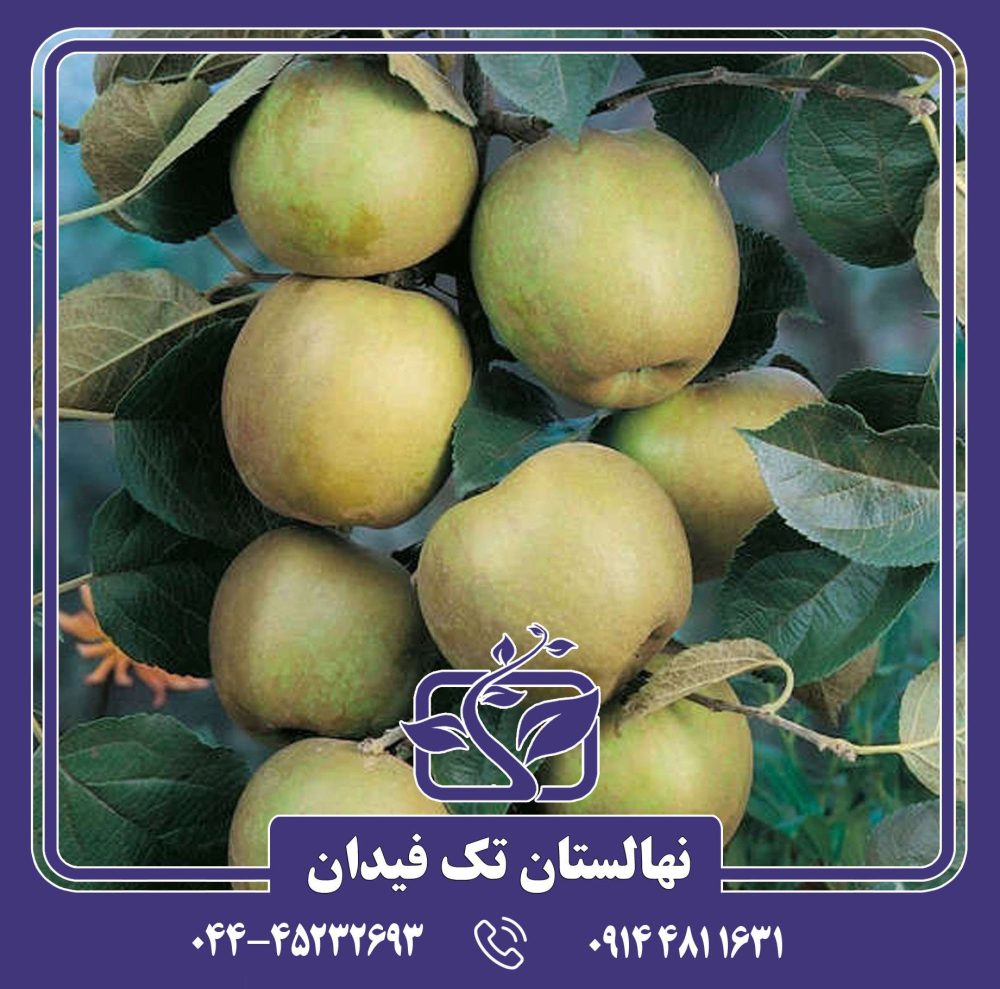 نهال سیب رینتته - Image 4