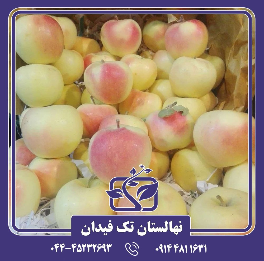 نهال سیب زرد لبنان - Image 5