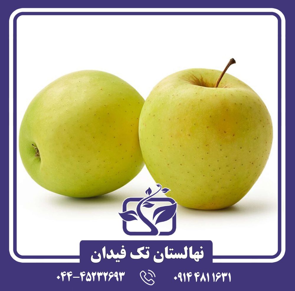 نهال سیب زرد لبنان - Image 4