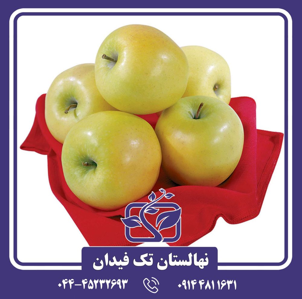 نهال سیب زرد لبنان - Image 2