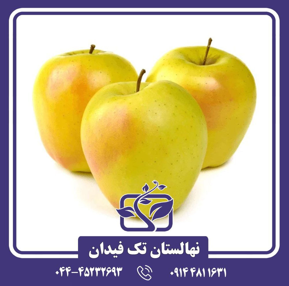 نهال سیب زرد لبنان - Image 3