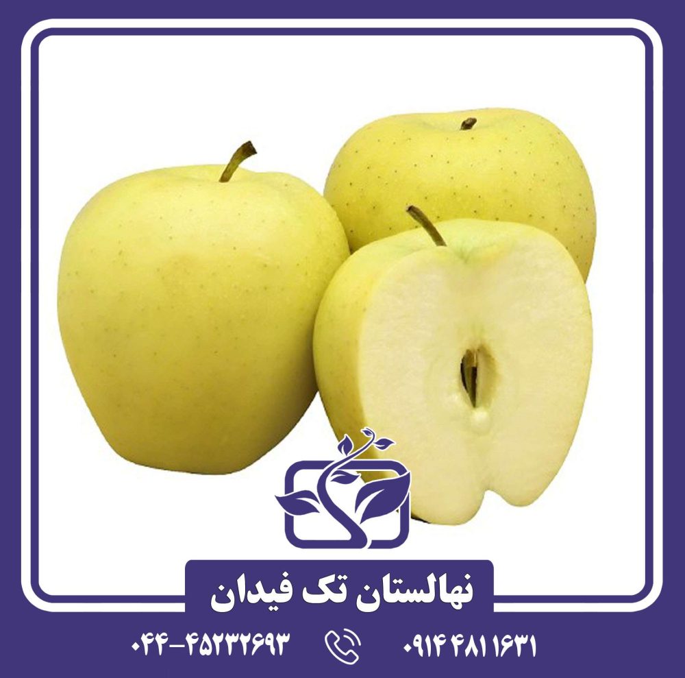 نهال سیب زرد لبنان