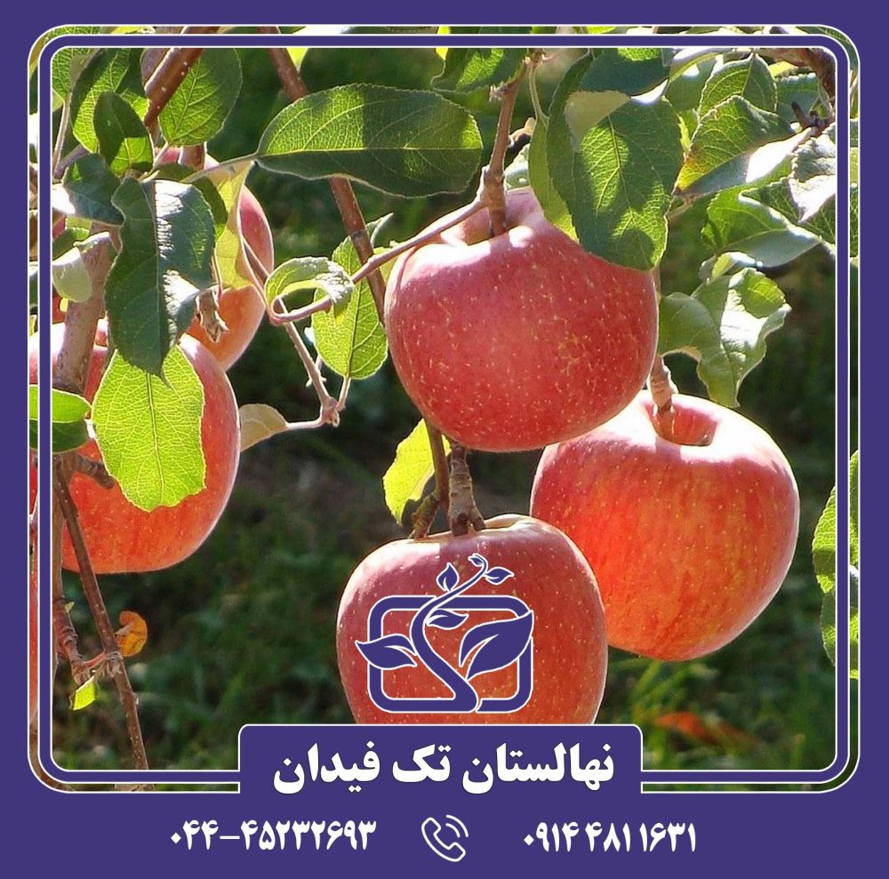 نهال سیب فوجی - Image 2