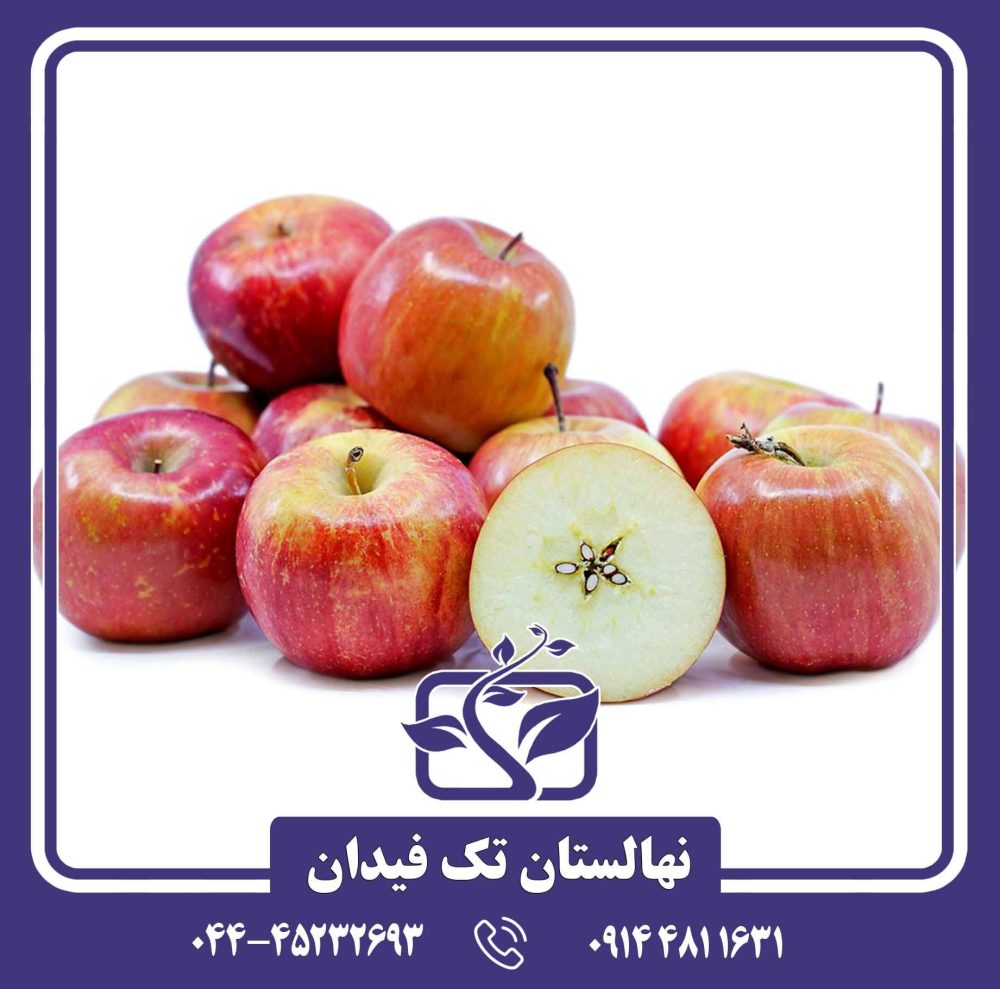 نهال سیب فوجی - Image 4