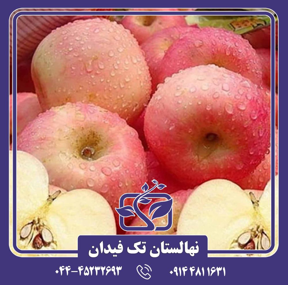 نهال سیب فوجی - Image 3