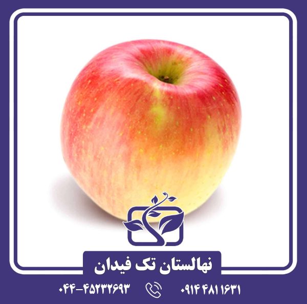 خرید نهال سیب فوجی