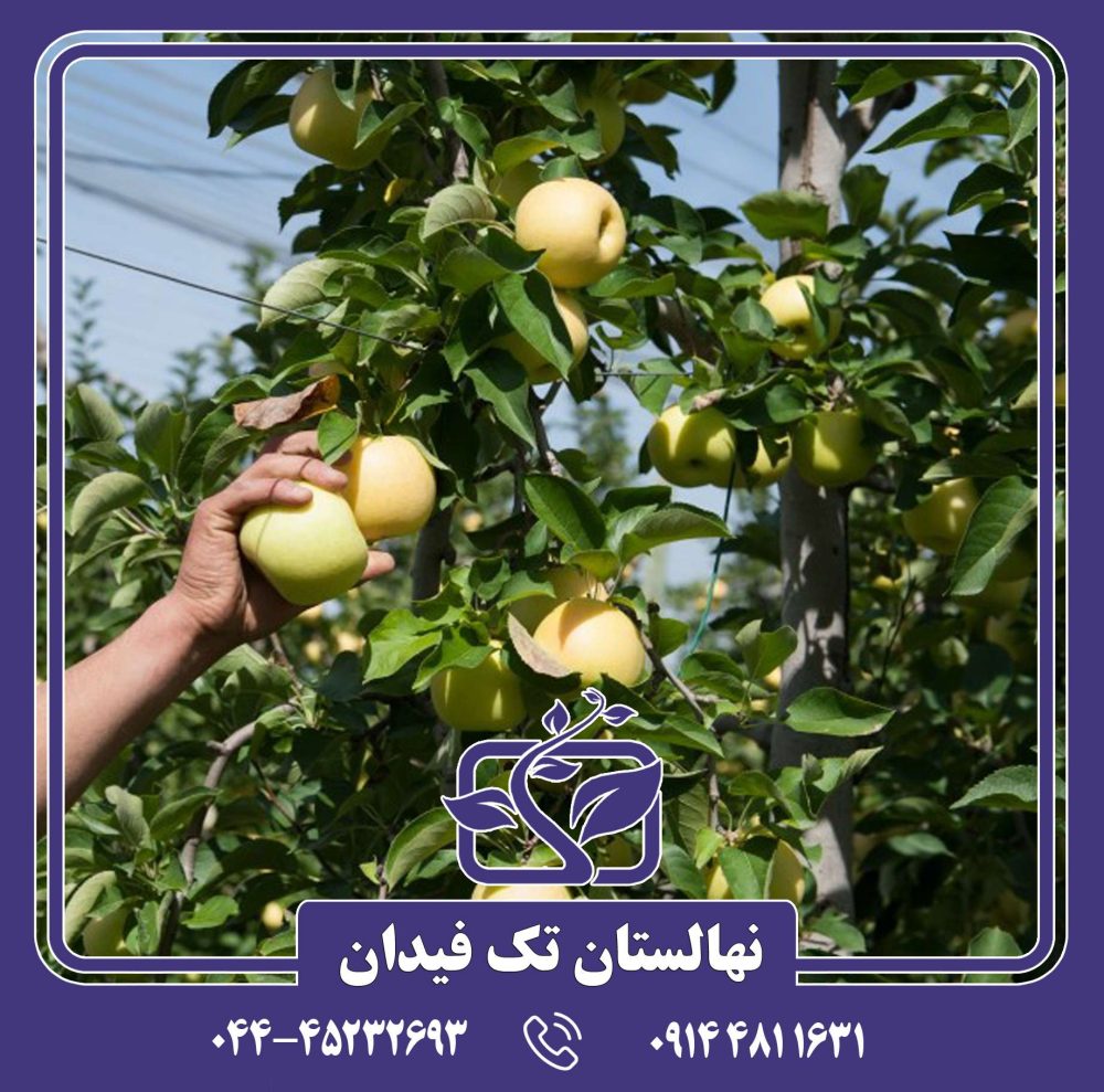 نهال سیب پرایم گلد