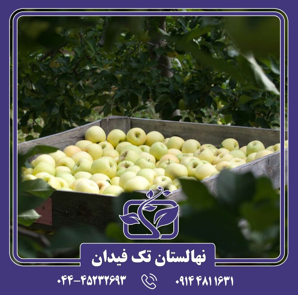 نهال سیب پرایم گلد - Image 4