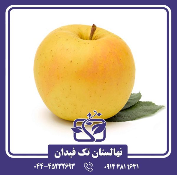 نهال سیب پرایم گلد