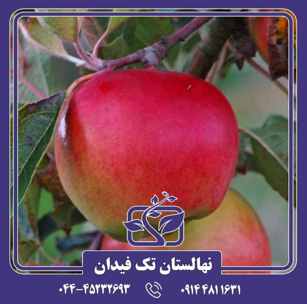 نهال سیب پریما