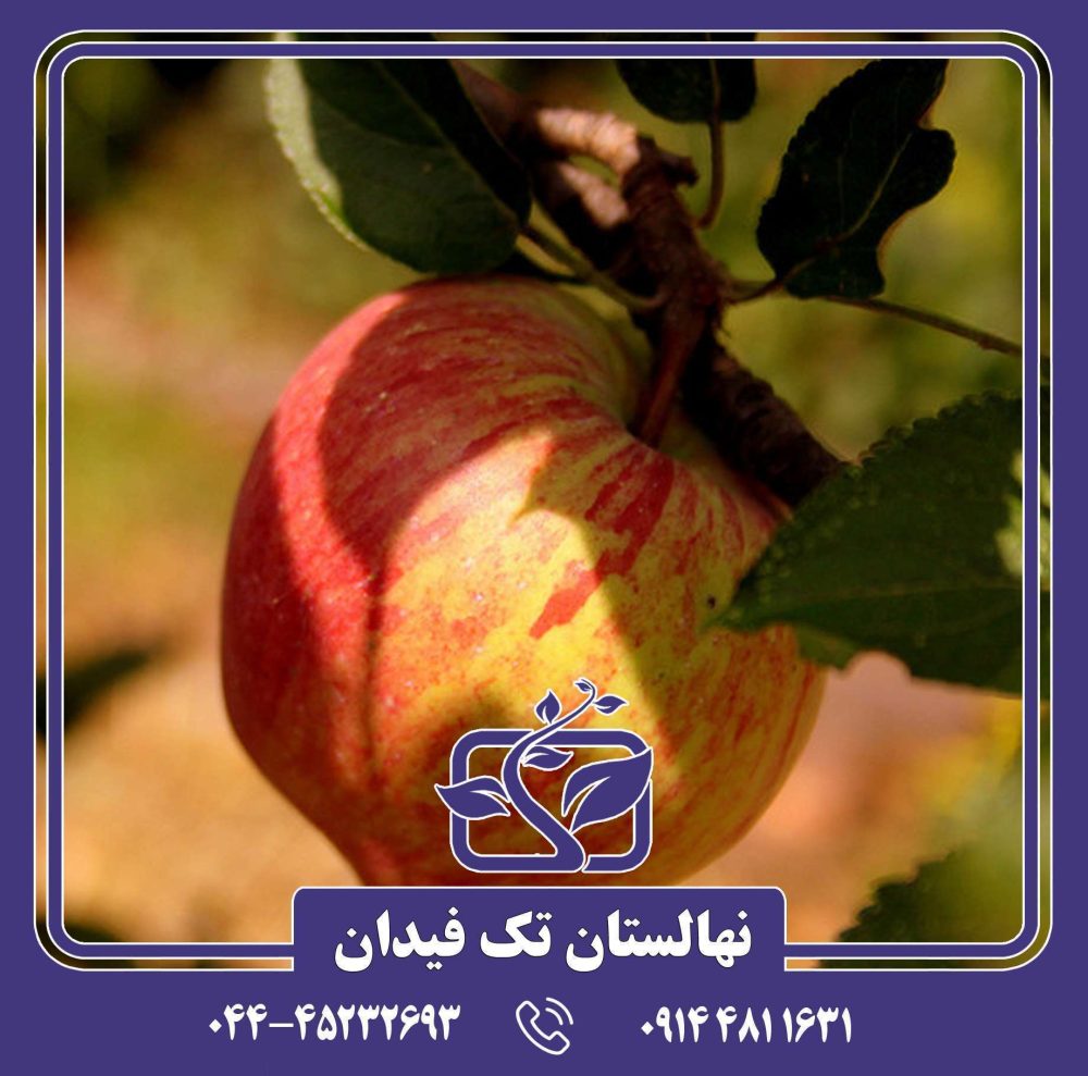 نهال سیب پریما - Image 4