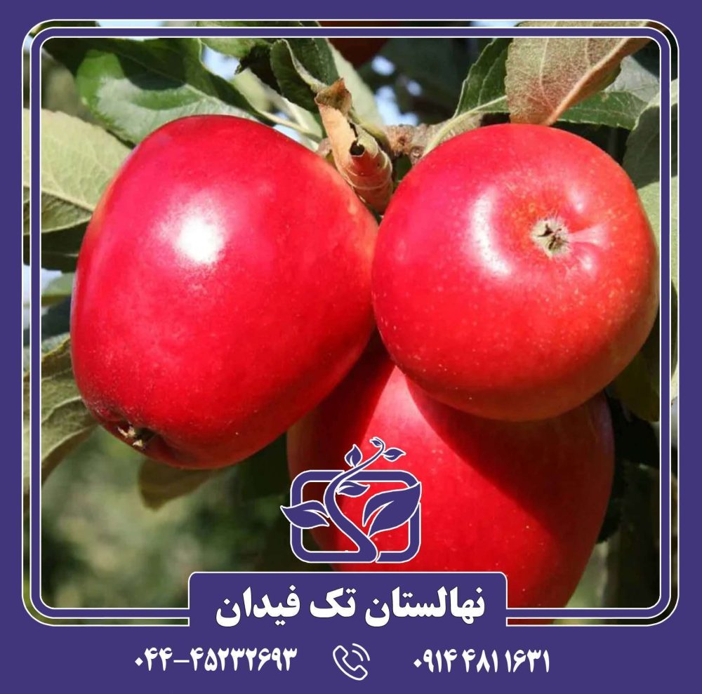 نهال سیب پریما